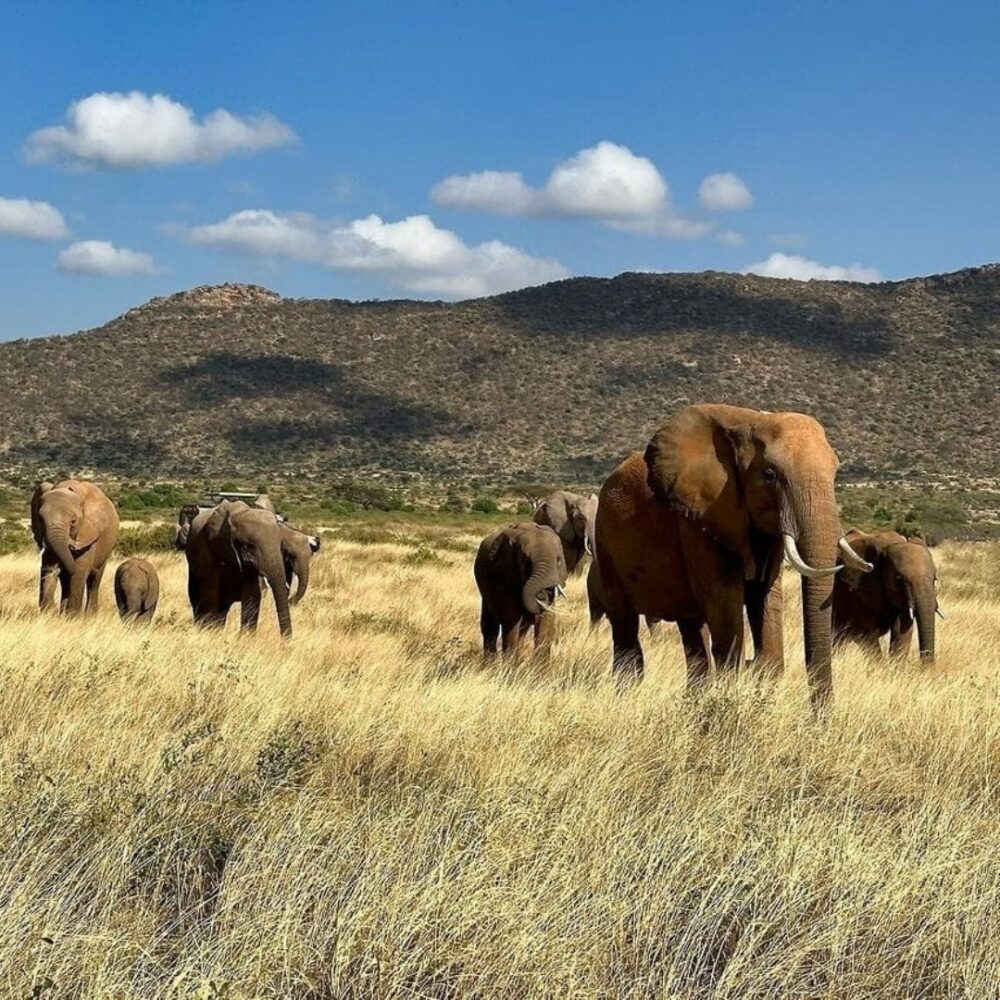 Herd of Elephants