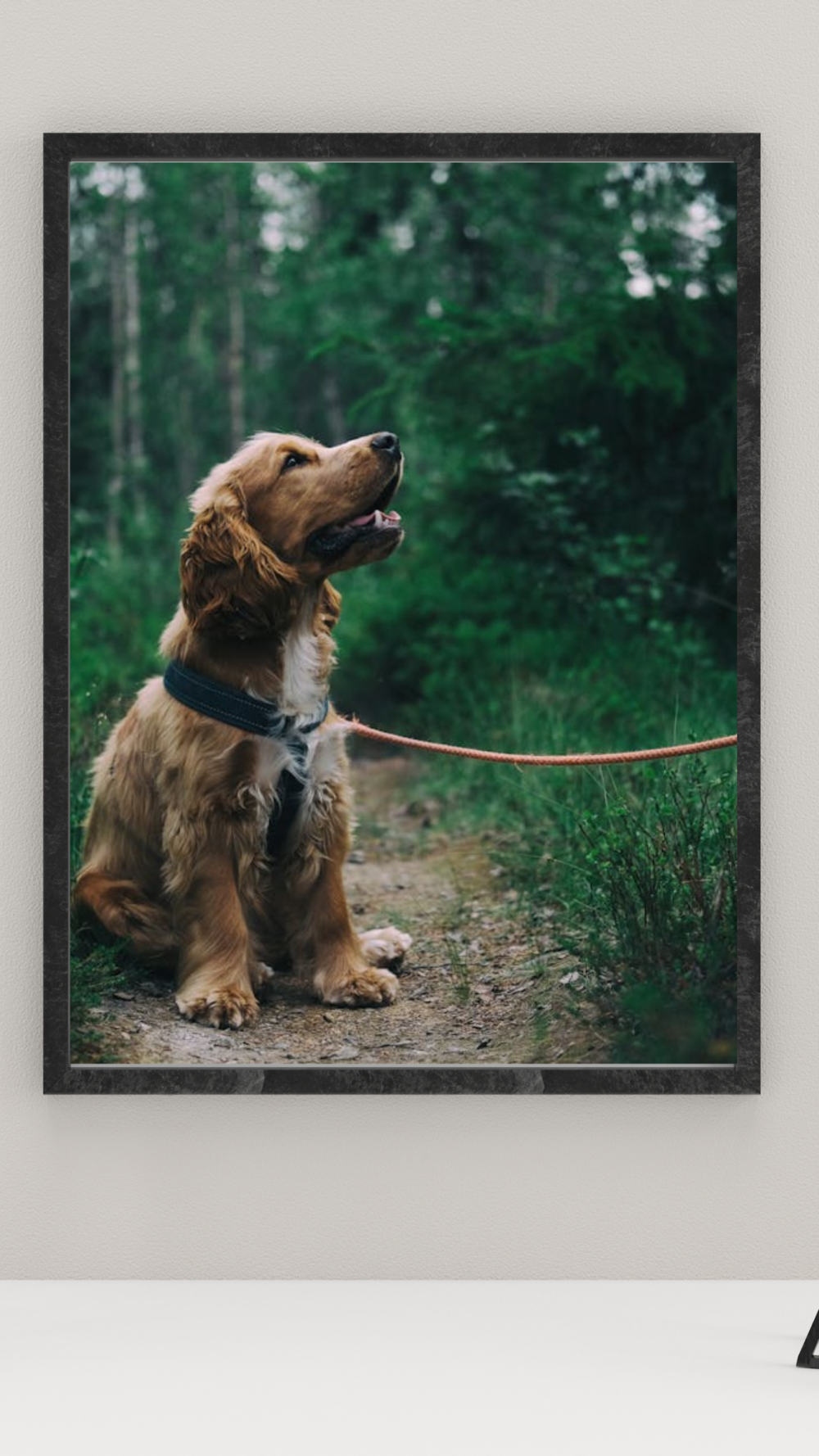 Dog In A Wild Trail